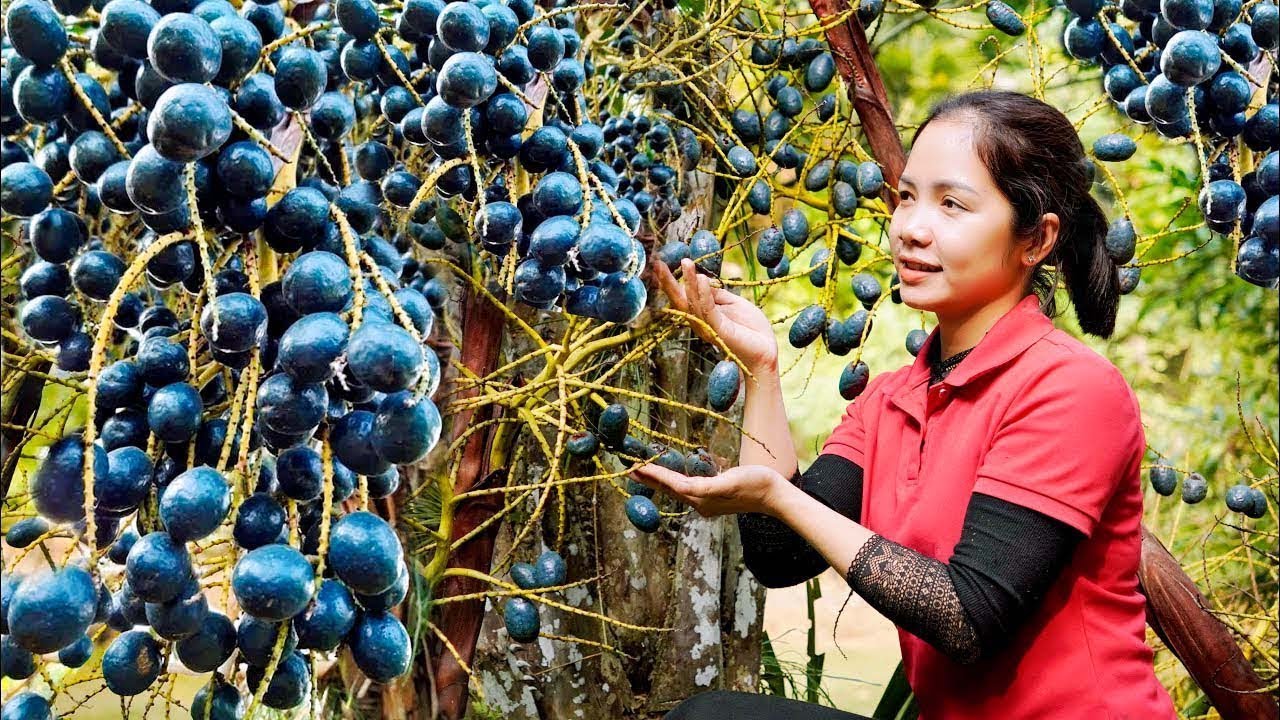 60 Minutes Harvesting Palm Goes To Market Sell - How to Processing and Cooking | Hanna Daily Life