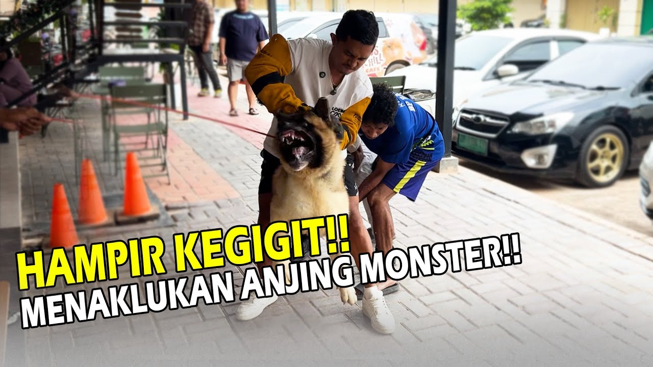 HAMPIR KEGIGIT ANJING GALAK!! NEKAT LANGSUNG MENAKLUKAN ANJING MONSTER!!