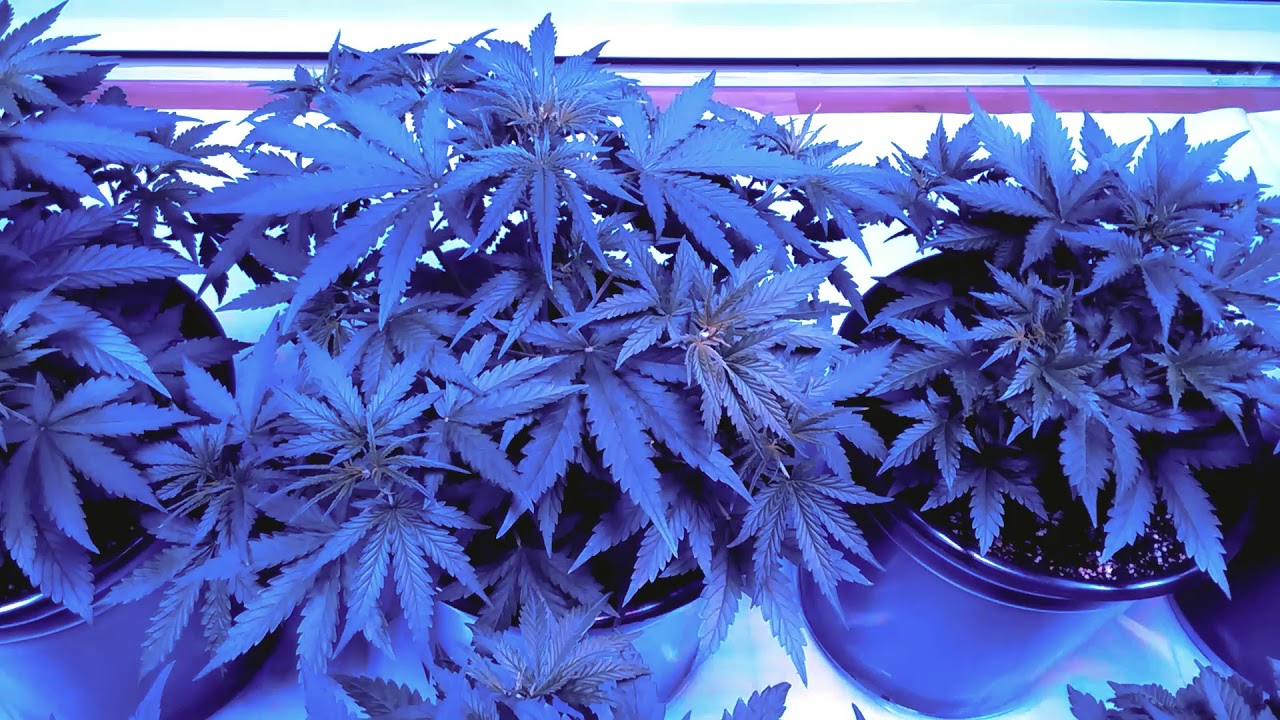 Amazing Auto Flowering Cannabis Day 21 Of Veg