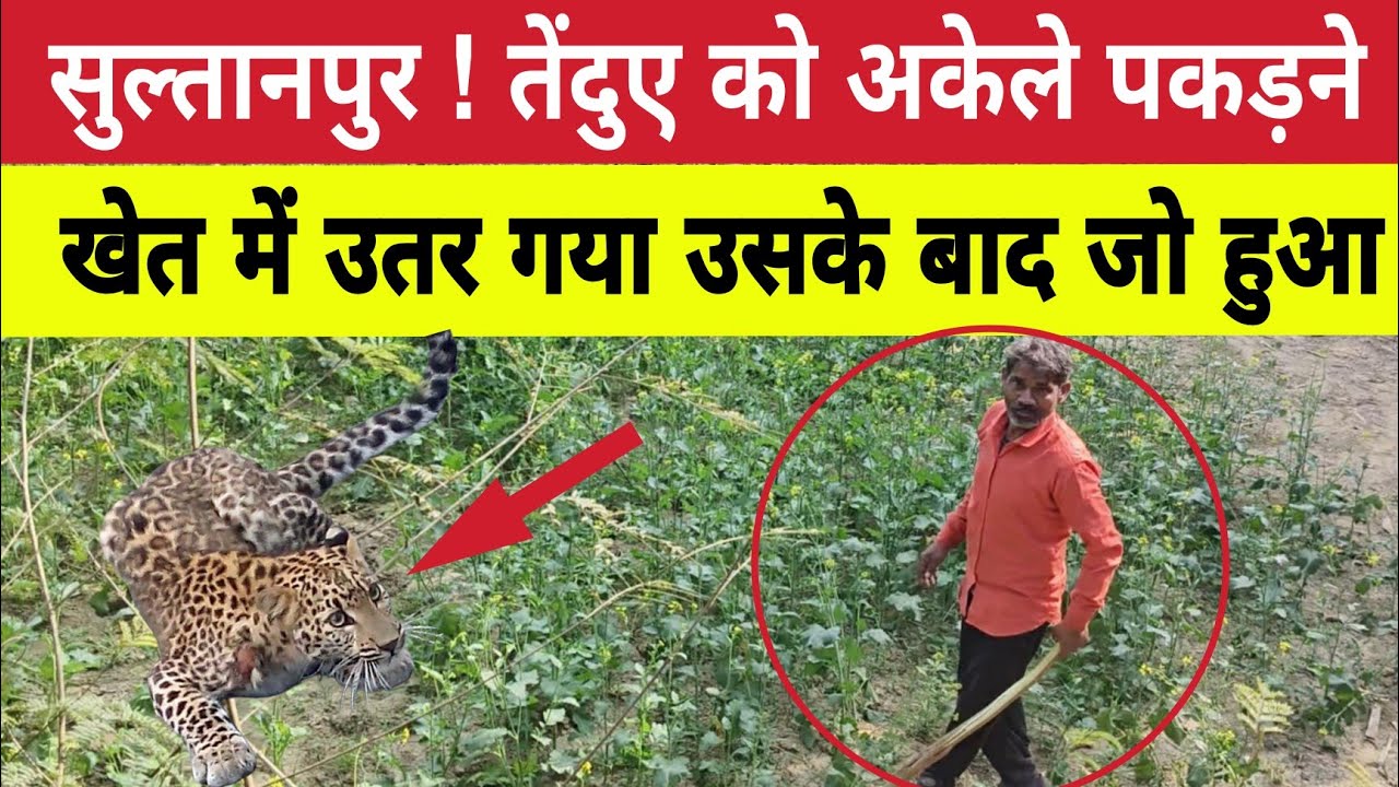Sultanpur :  शराबी तेंदुए को पकड़ने अकेले खेत में उतर गया फिर गांव वालों ने । Akhandnagar। News 