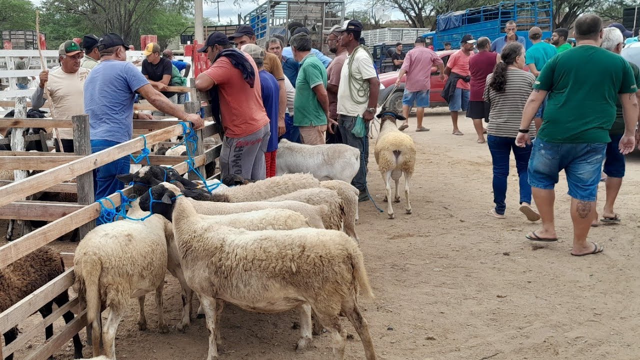 Feira de Animais em Santa Cruz do capibaribe Pernambuco 02/03/2026.