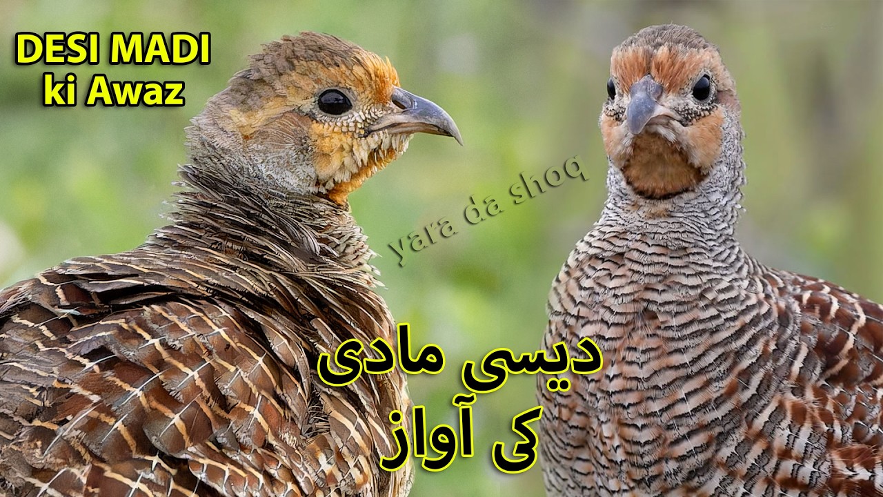 Desi Madi ki Mast Awaz | Female Teetar ki Awaz | Partridge Female Sound | Madi Teetar Voice