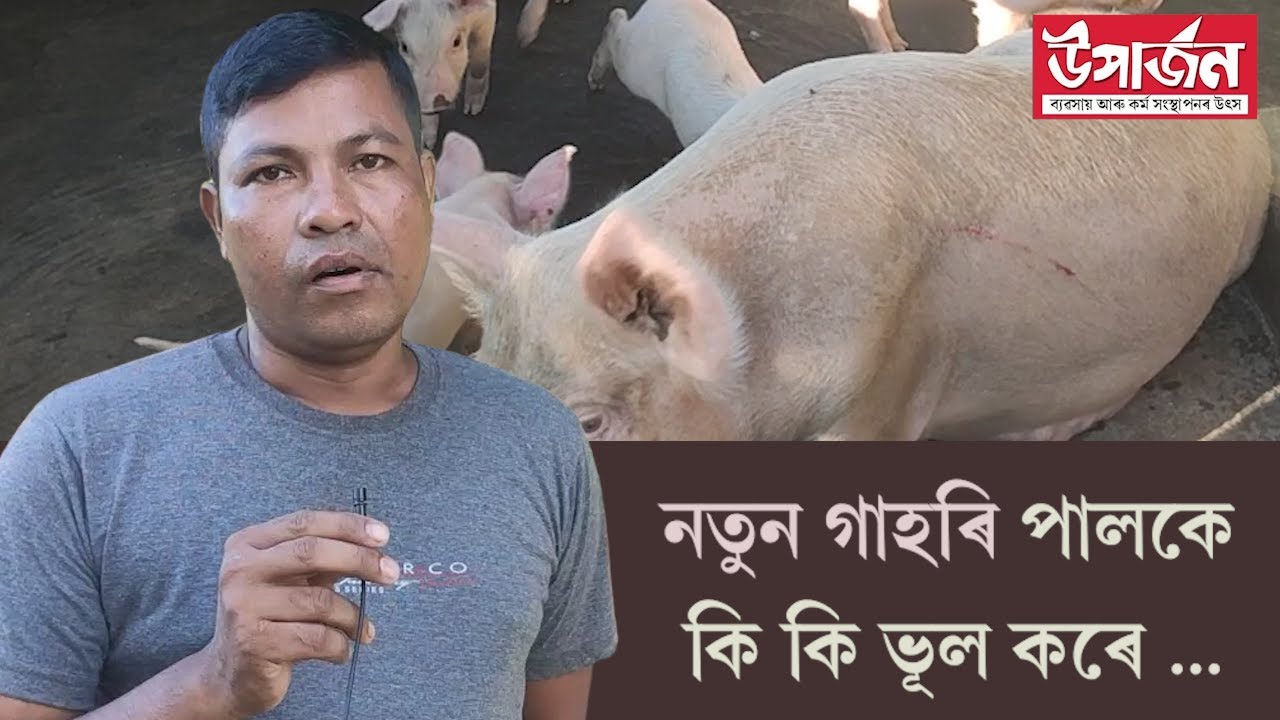 গাহৰি পালনৰ কিছু নিয়ম জানো আহক | Piggery farming in asaam