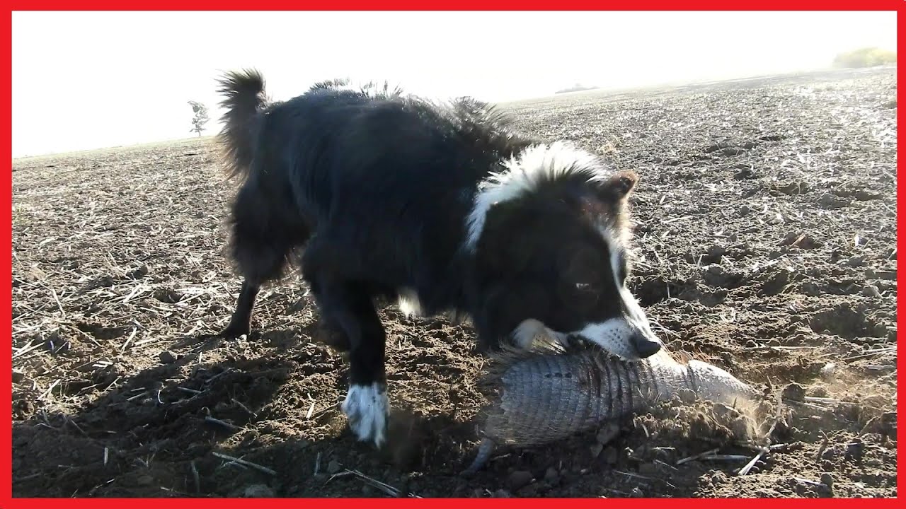 cacería de peludos
