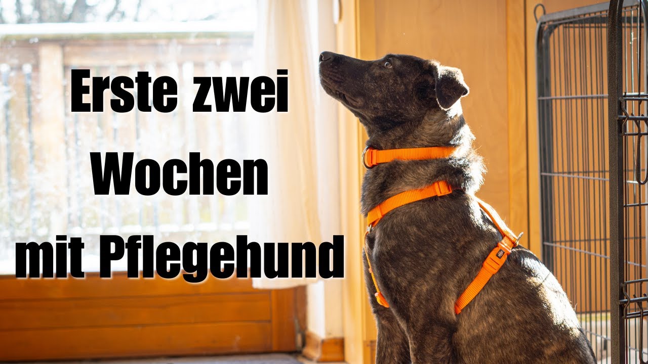 Erste Wochen mit unsicherem Pflegehund aus dem Tierschutz - Reize akzeptieren & Vertrauen fassen