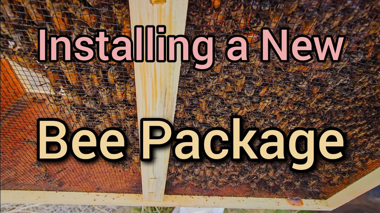 New Bees! Installing a Bee Package