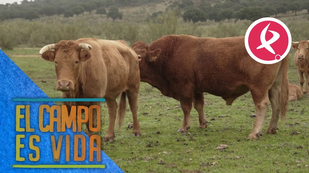 Es el turno de Mocho y John, los otros dos sementales de la ganadería de María | El campo es vida