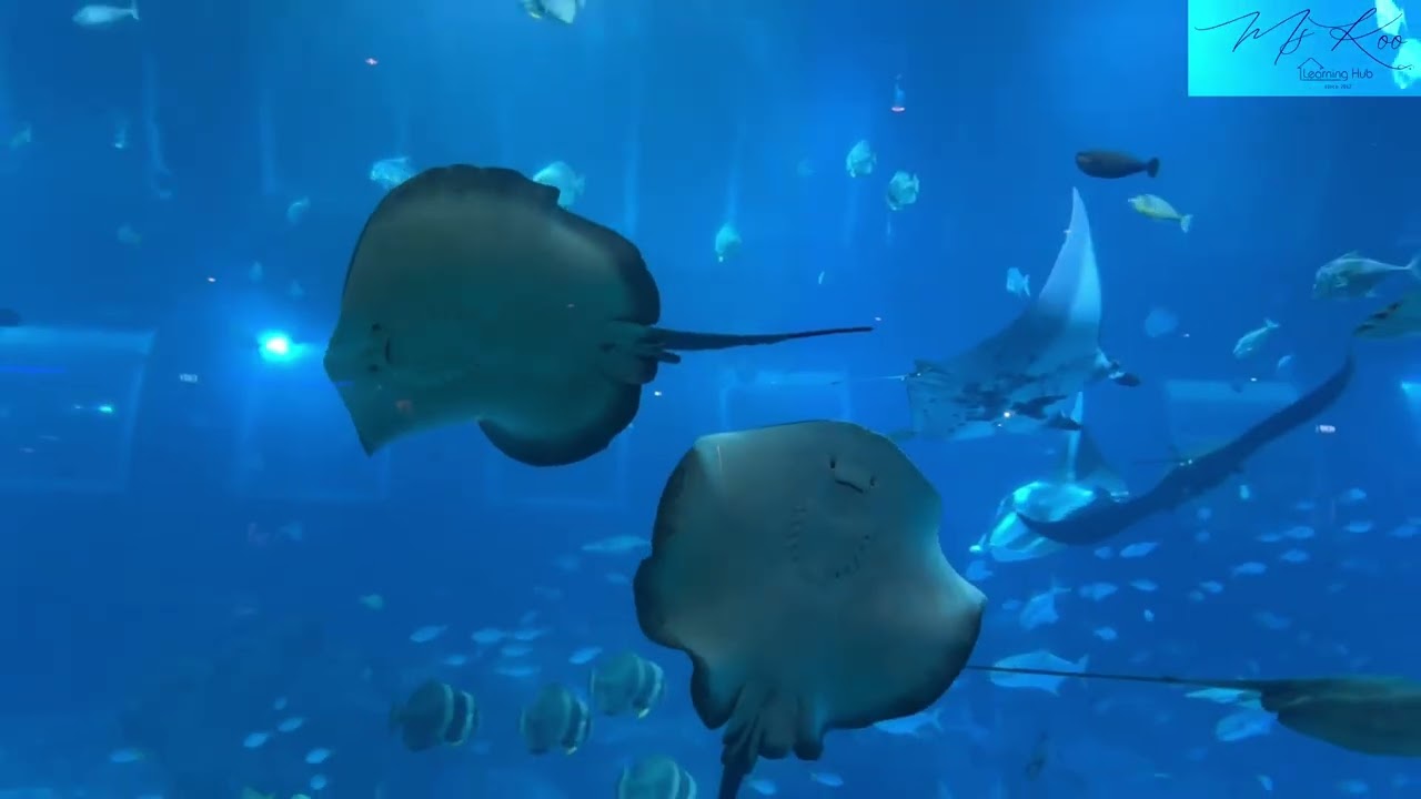S.E.A. Aquarium - Singapore