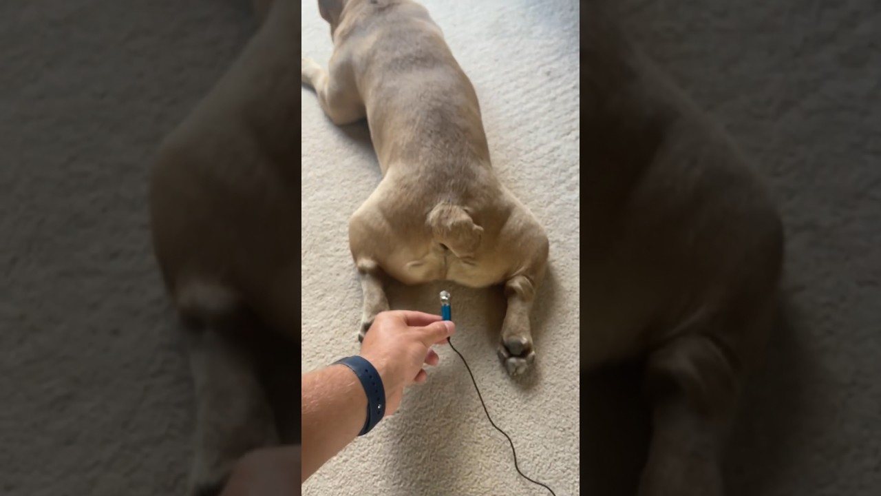 French bulldog fart 😁  #bulldog #animals #mreviatar #dog #dogs #animal #animalshorts #shorts #funny