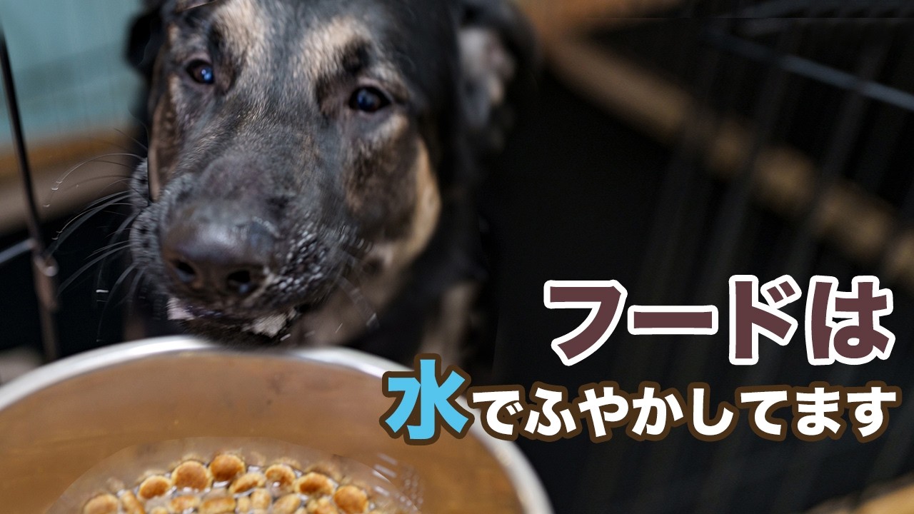 胃捻転予防・下痢予防にフードは水でふやかします【大型犬・ジャーマンシェパード】