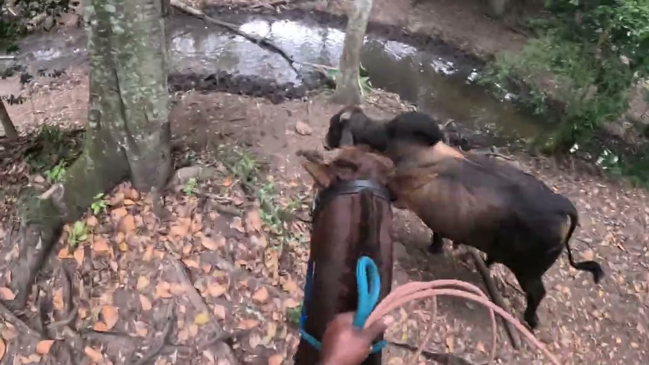 Sequedo para la próxima #sajoma #horse #vaquero #vaca #caballos #animals #cow #agro