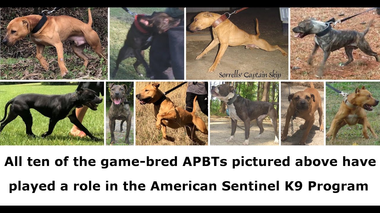 Creating Game Bred Bandogs - Ep#207