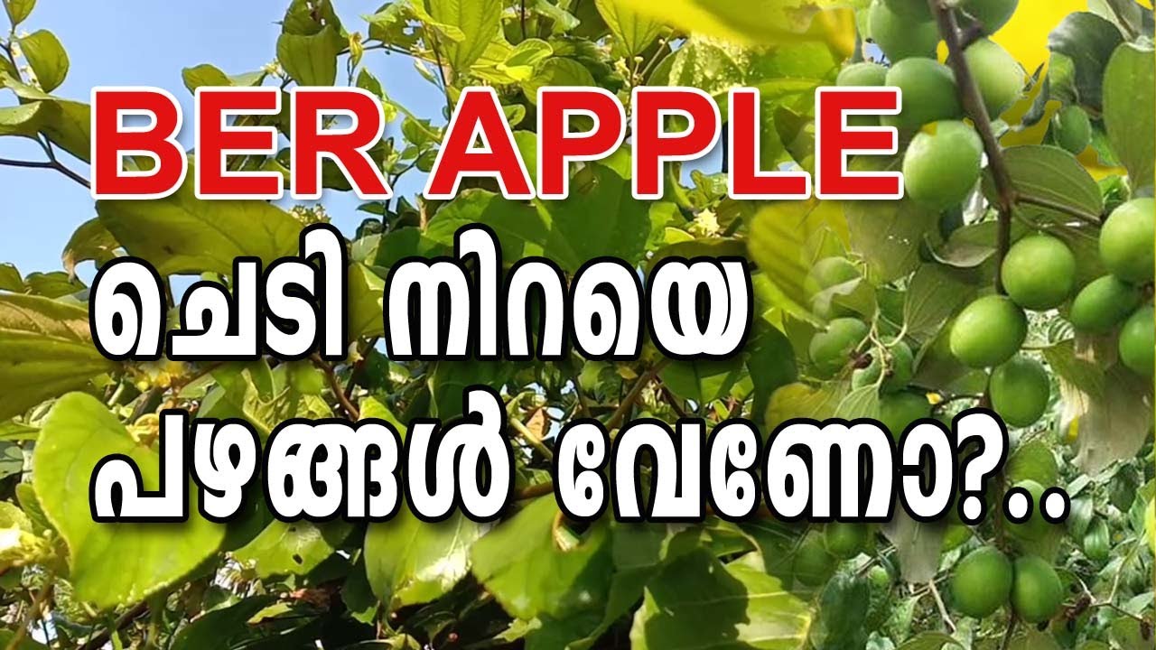 BER APPLE  ചെടി നിറയെ പഴങ്ങൾ വേണോ?
