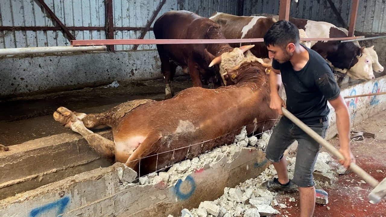HATALI YEMLİK / BÜYÜK DANA ÖLÜMDEN DÖNDÜ / KURBANLIKLAR 2023
