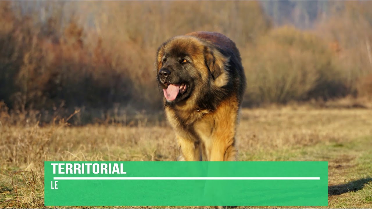 Leonberger Dog Breed Info - Leonberger Facts #leonberger