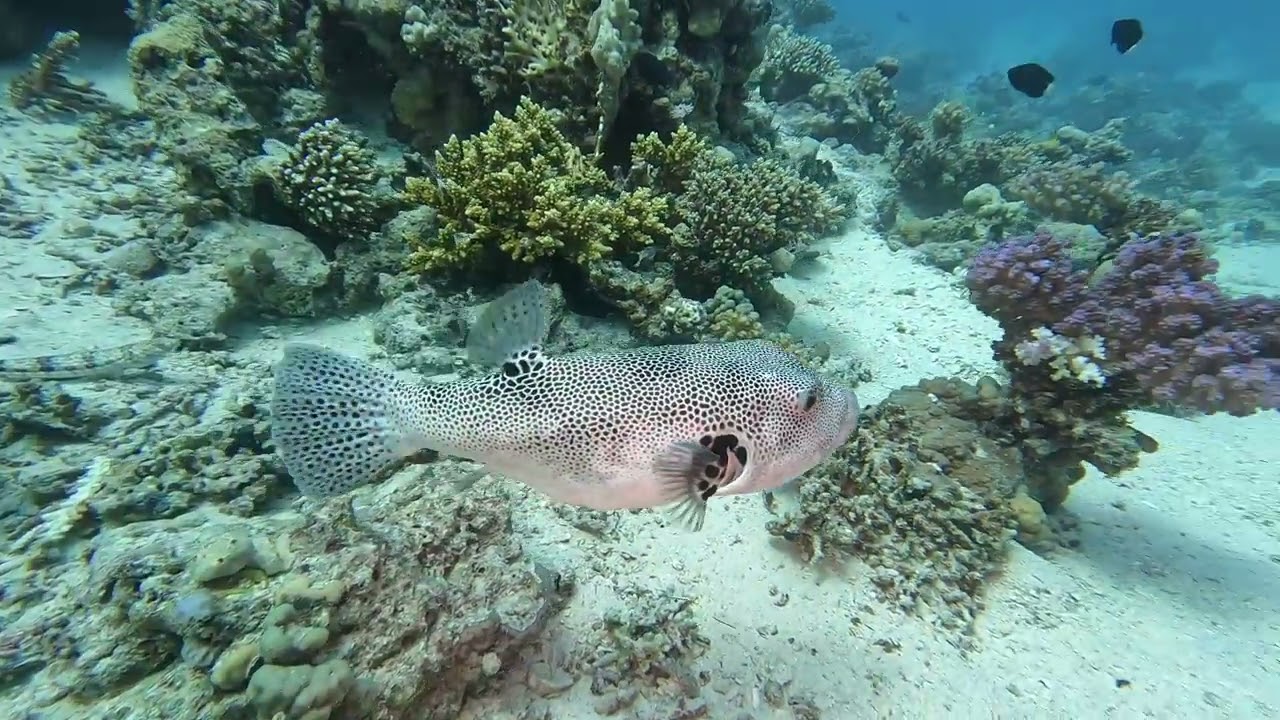 Dreamteam Tauchen in Ägypten Duck Diving Safaga 2022