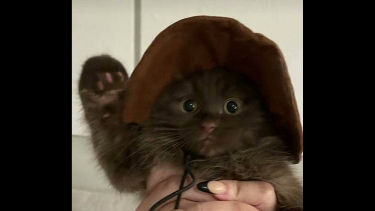 [FREE] capzlock x koi x silo type beat - 