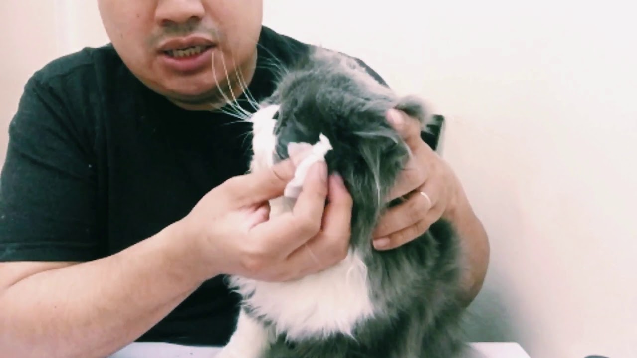 How to prevent tear stain on your Persian or long hair cats/ Dog grooming in Queens, Brooklyn NYC