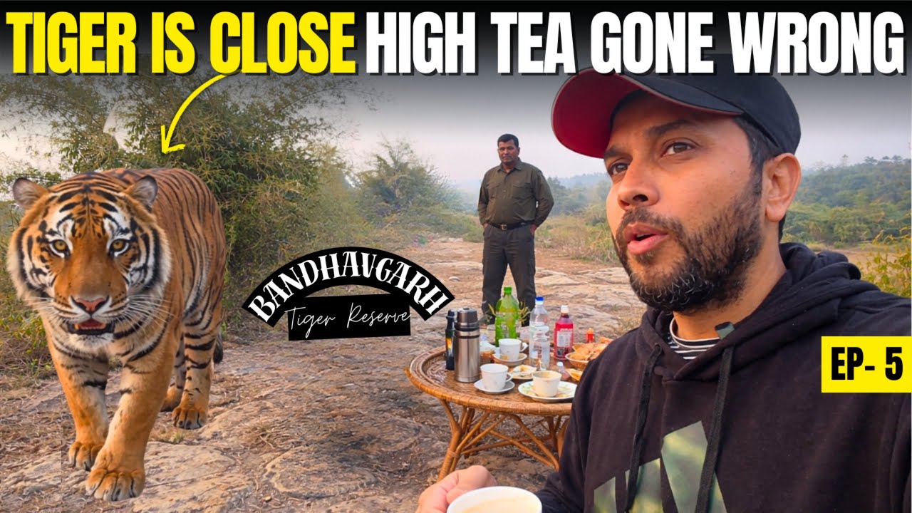 High Tea Inside Tiger Territory 😨 In Bandhavgarh Tiger Reserve - हर जगह से Non Stop Alarm Call