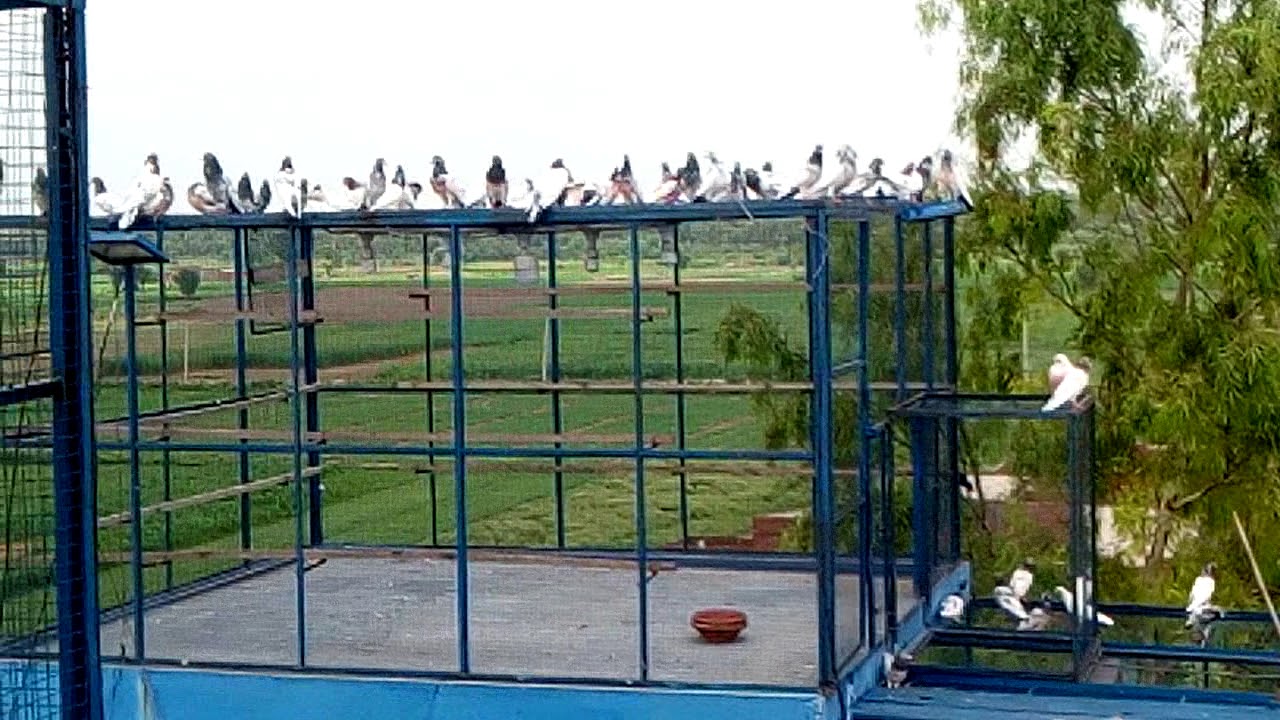 Bilal Bhat Gujranwala cabarita kabootar
