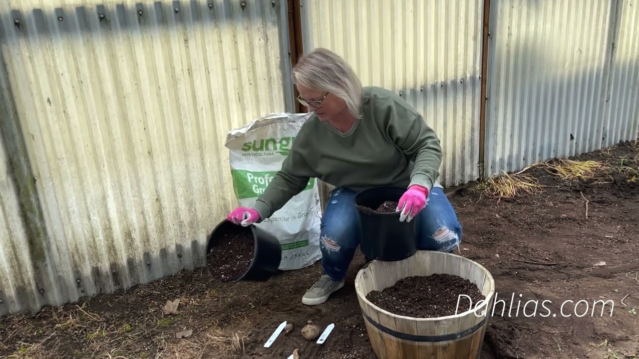 Dahlias - Growing Dahlias in Containers and Starting Dahlias Early!