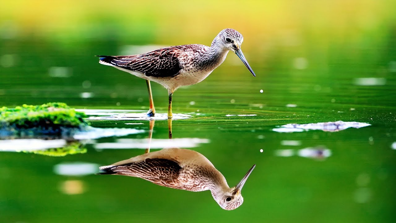 12 Hours of Healing Music🔆Birds Signing🔆 Meditation Music, Calming Sound