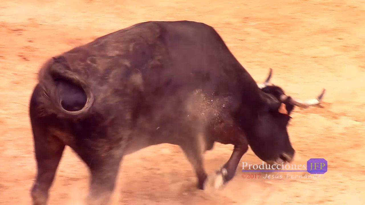Vacas en la plaza Silla 2017 día 1