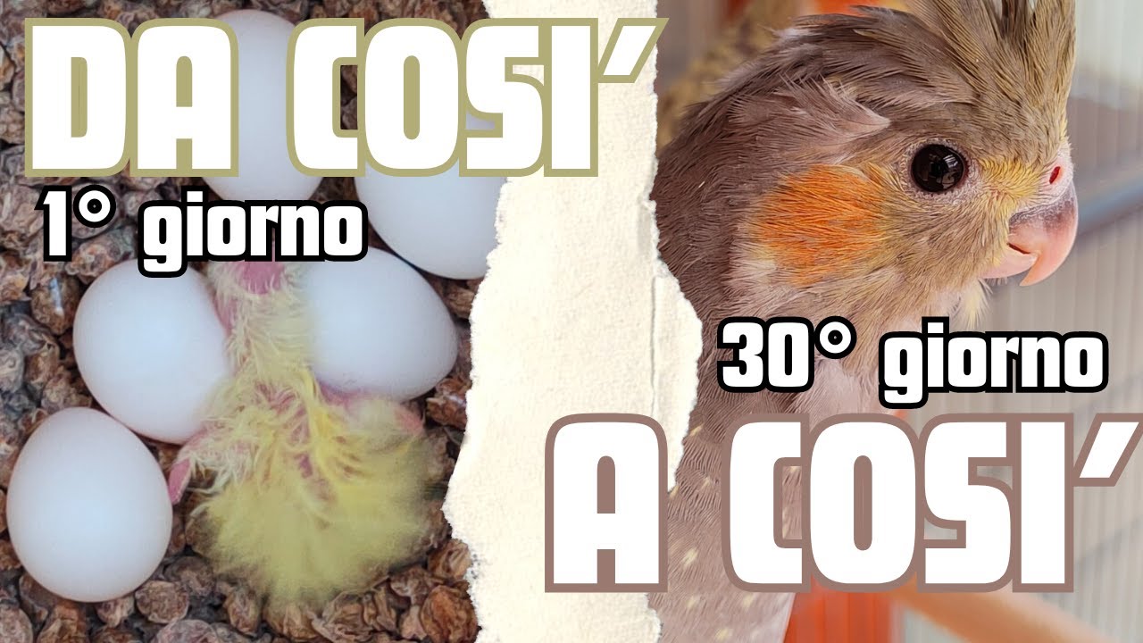 COME CRESCONO i PULLI di CALOPSITE - Like Parrots #pappagalli #calopsitta
