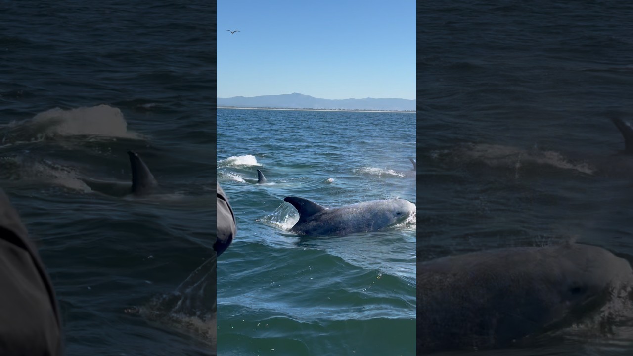 So many dolphins today plus humpbacks! #calmwhale #humpbackwhalewatching #whale