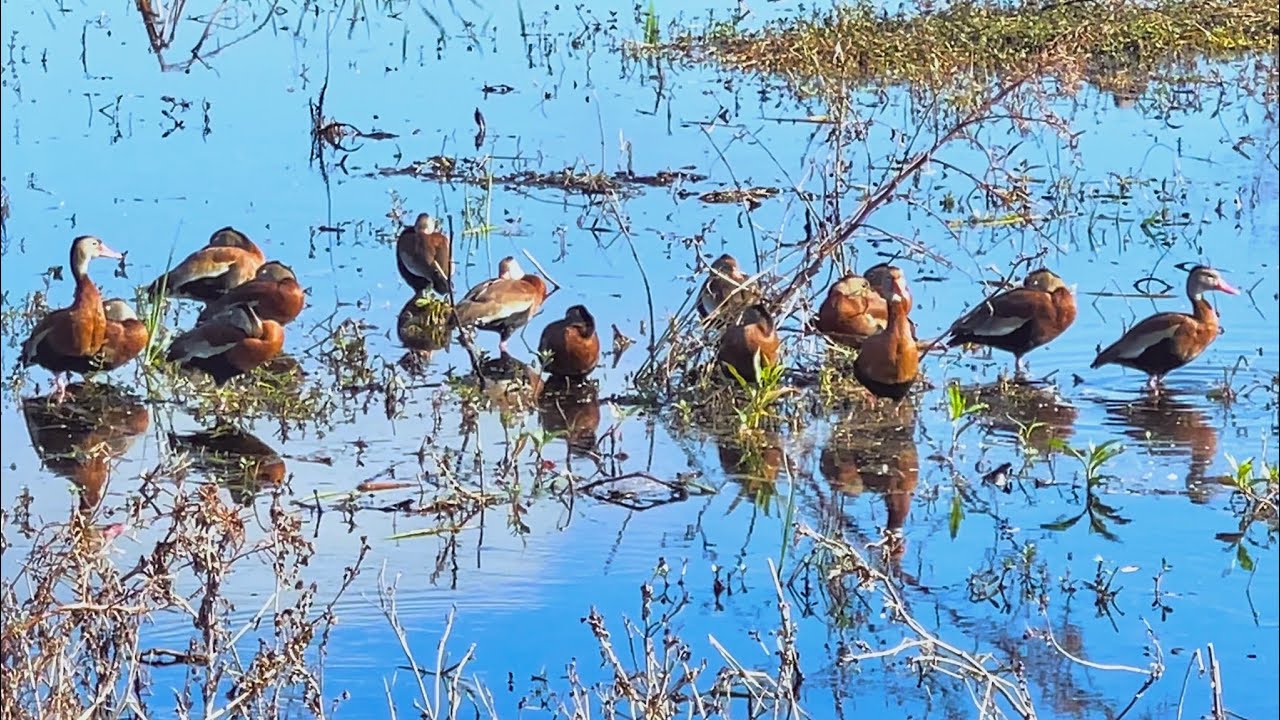 Whistling Ducks in the Wetlands湿地里的口哨鸭