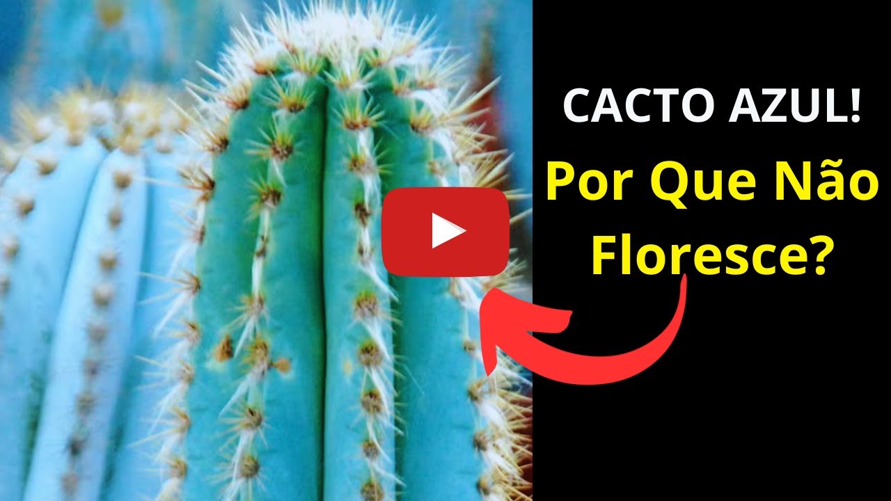 Por Que Seu Cacto Azul N&atilde;o D&aacute; Flores? O Segredo Revelado!- @wenyplantas