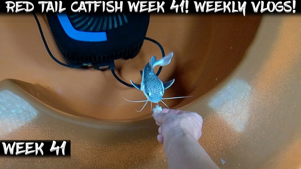 Week 41 - Weekly Red Tail Catfish Vlog!  Watch them Grow!
