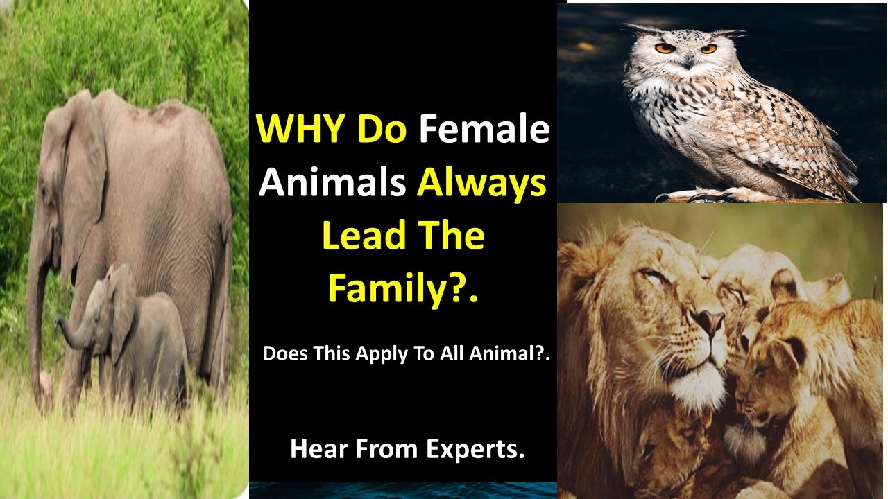 Why Female Animals Lead The Family Last, Does It Apply To All Animals?.