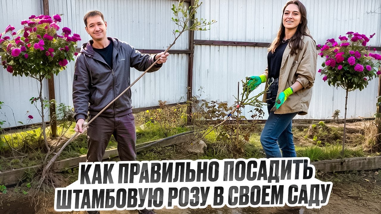 ПОСАДКА ШТАМБОВОЙ РОЗЫ|ЛУЧШИЙ СПОСОБ|СПРАВИТСЯ ДАЖЕ НОВИЧЕК