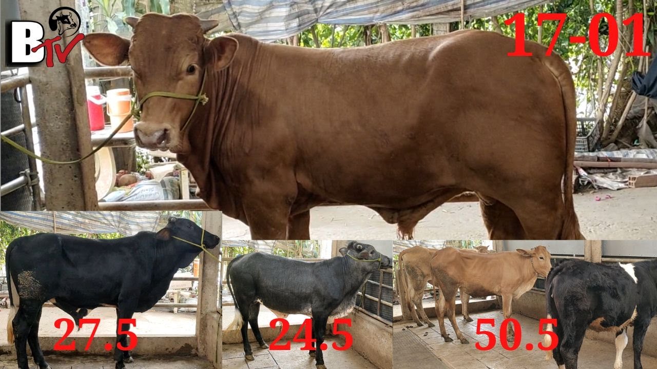 17-1 : Bò Đực BBB 1M2, Bò Đực Xác, Cái Xác, Trại Bò Hoàng Phong