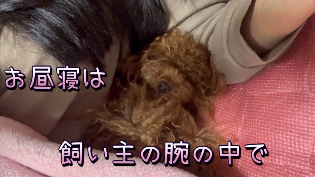 【プードル】が【お散歩】行って【昼寝】して#toypoodle #プードル #癒し
