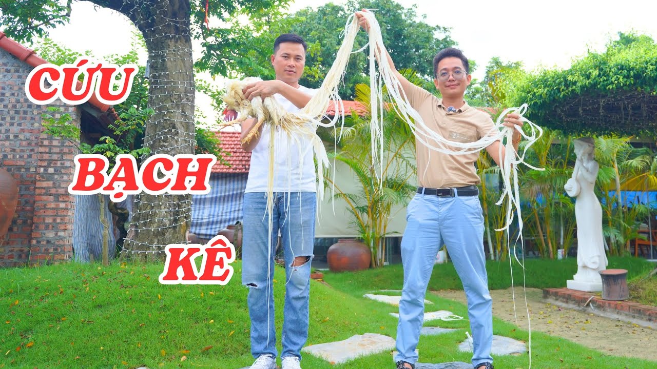 Tìm cách cứu chữa cho chú bạch kê có bộ đuôi dài nhất Việt Nam - ĐỘC LẠ BÌNH DƯƠNG