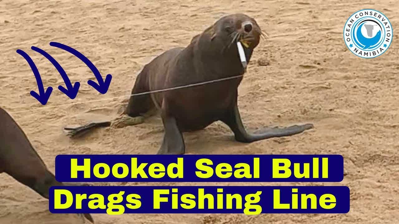 Hooked Seal Bull Drags Fishing Line