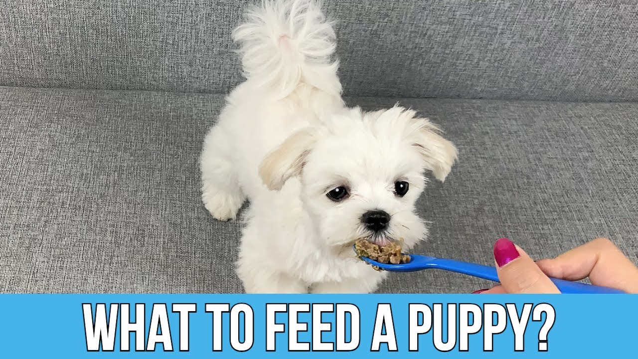 HOW TO FEED A PUPPY 🐶 BEST DOG FOOD TIPS 🍗