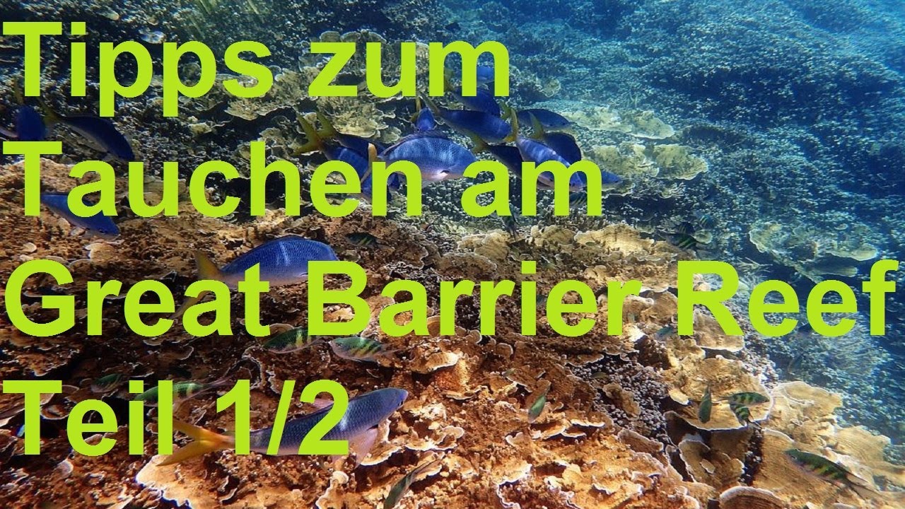 12 Tipps Tauchen am Great Barrier Reef Tauchen Australien 1/2 Work and Travel Australien Farmarbeit