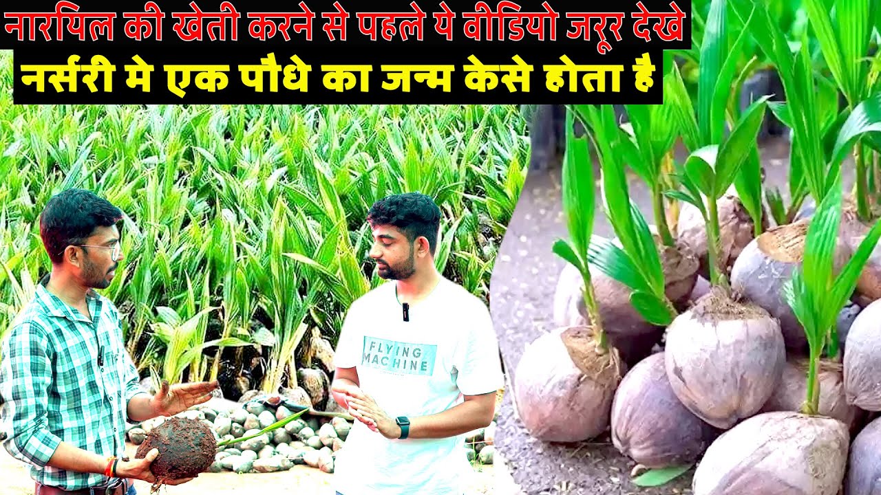 नारियल की नर्सरी की A To Z जानकारी | Coconut plant Nursery | Coconut farming | Food and Farming