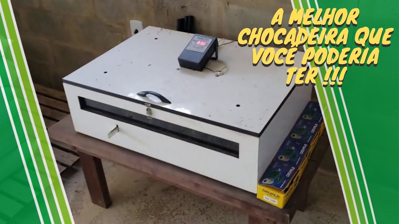 QUAL a MELHOR CHOCADEIRA do MUNDO +90% de ECLOSÃO ? (28) 9 9253-8672