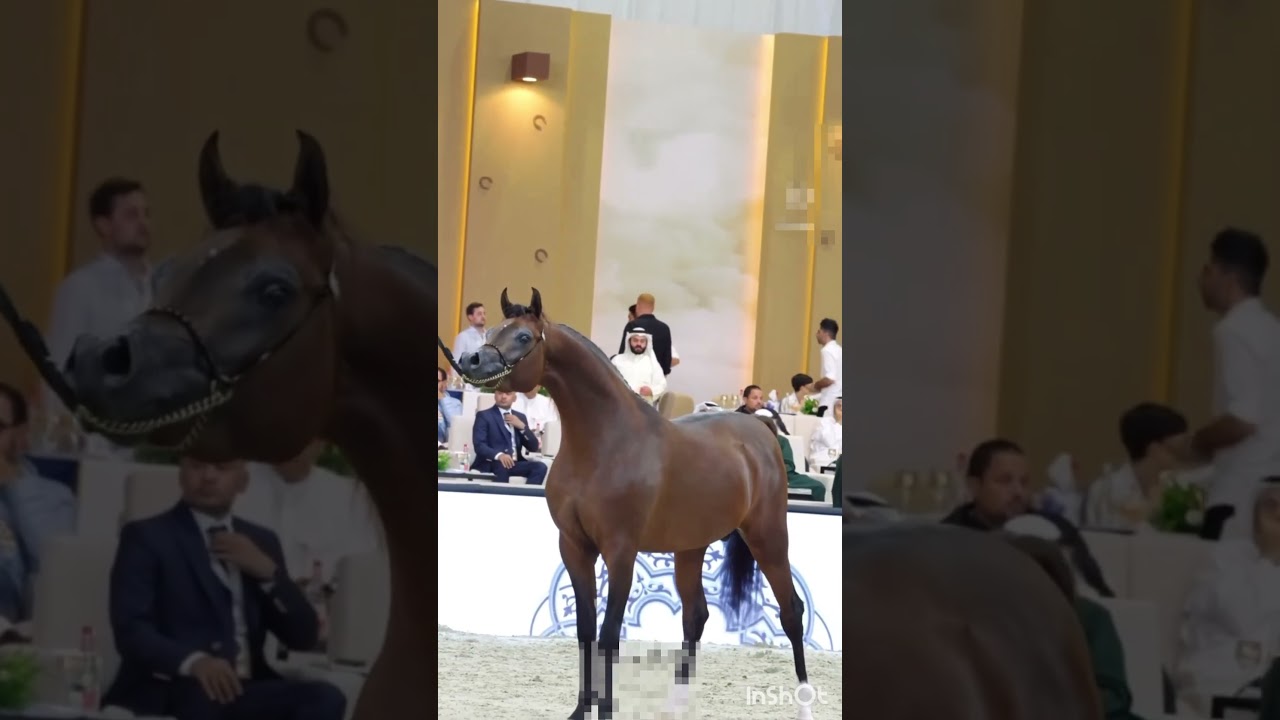 #horse #arabianstallion #explore #arabianhorseworld #horseriding #arabianstud #equestrian #horselove