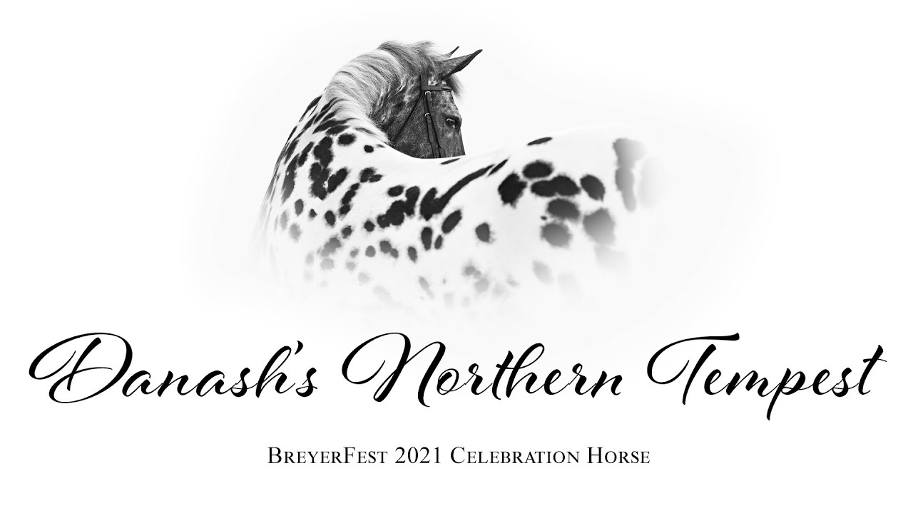 Meet Danash's Northern Tempest, the BreyerFest 2021 Celebration Horse 🎨 | Breyer Model Horses