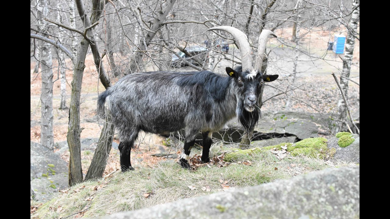 ticino 23/24