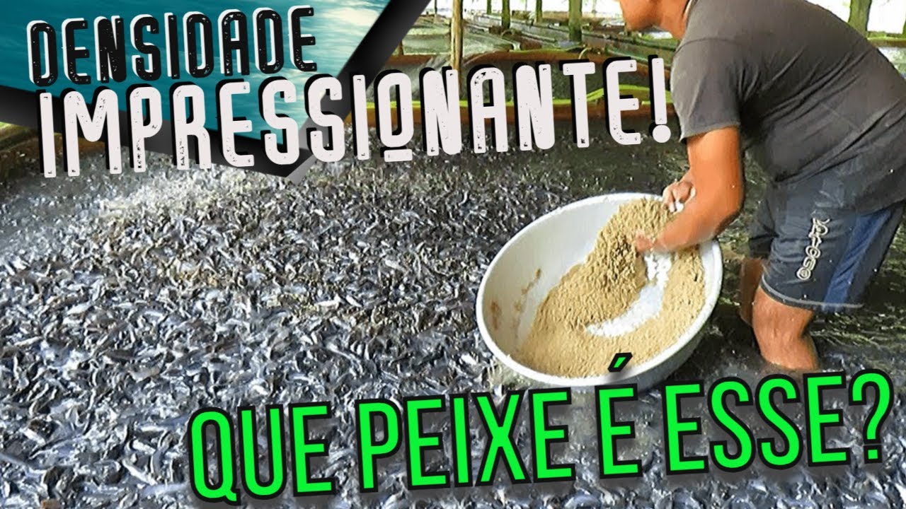 PISCICULTURA: Voc&ecirc; vai se impressionar com a densidade dessa cria&ccedil;&atilde;o!