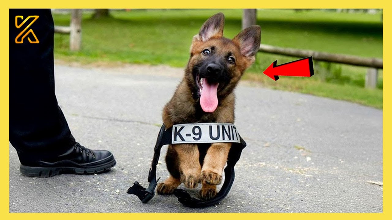 🐶 When Police Dogs Turn into Comedians on Their First Day on the Job 🤣 Funny Animals Video