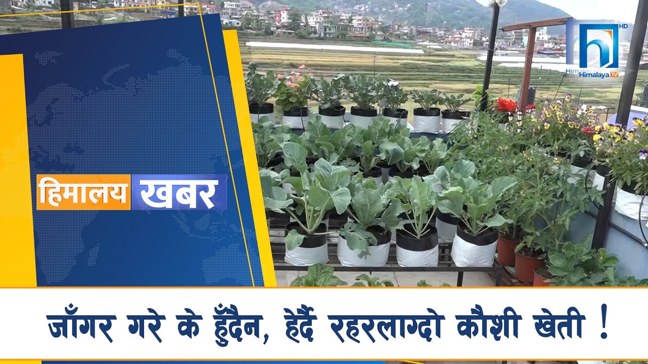 जाँगर गरे के हुँदैन, हेर्दै रहरलाग्दाे काैशी खेती | HIMALAYA KHABAR