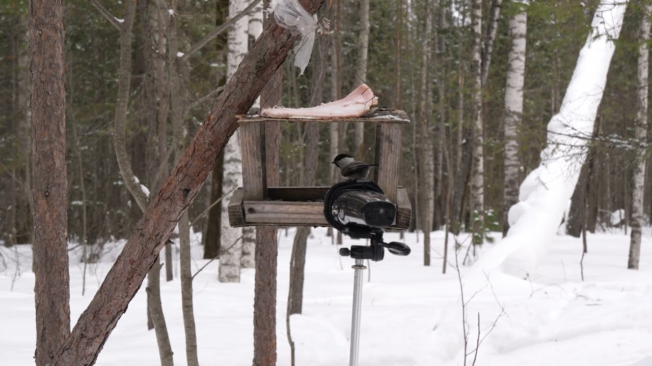 Zoom M4 Nature Sound Test Birds Sounds 4k video.