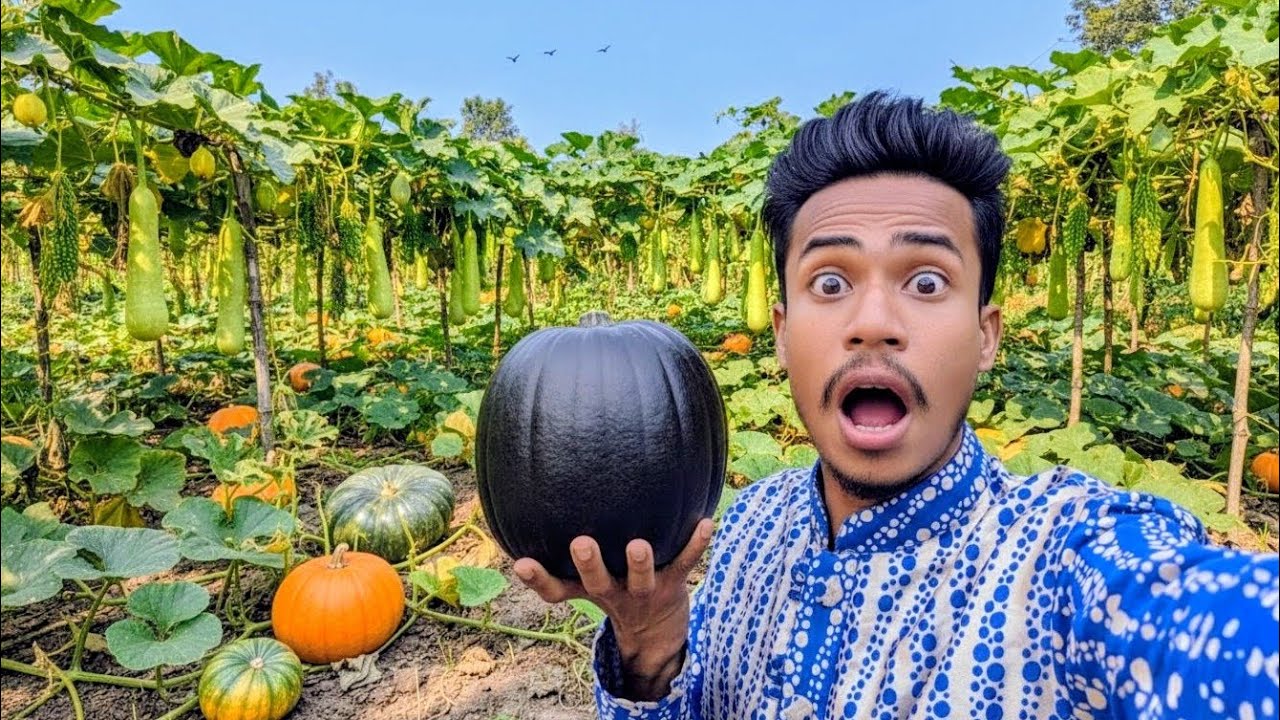 গাছে এত বড় কুমড়া দেখে আমি নিজেই অবাক! 🎃 করলার নতুন আপডেট | Village Life | Rakib Vai Vlog